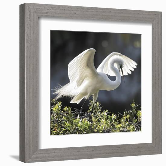 Backlit Grace-Wink Gaines-Framed Giclee Print