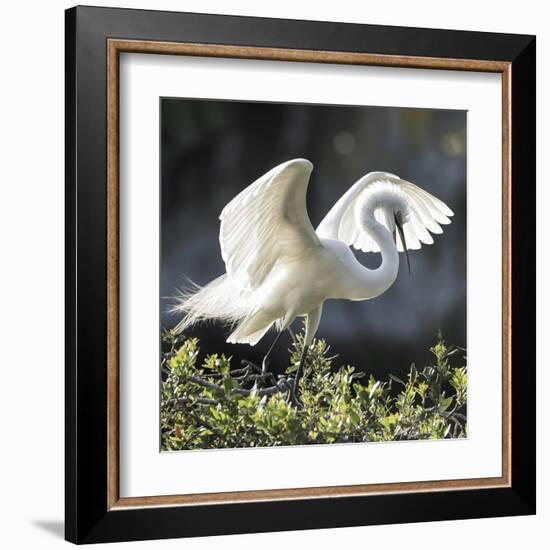 Backlit Grace-Wink Gaines-Framed Giclee Print