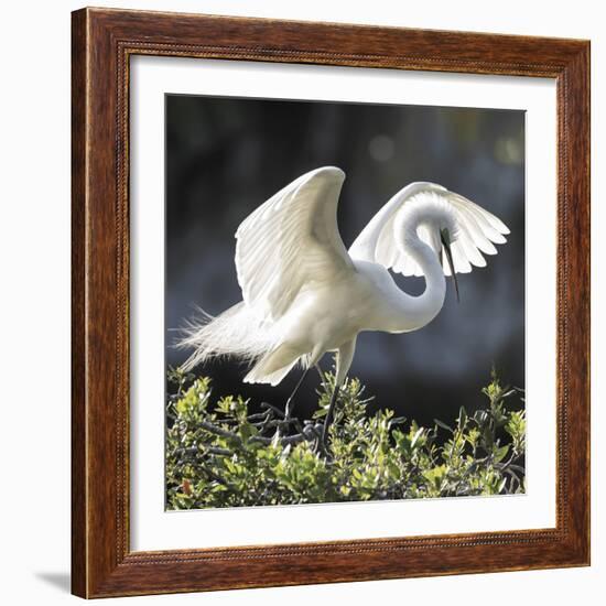 Backlit Grace-Wink Gaines-Framed Giclee Print