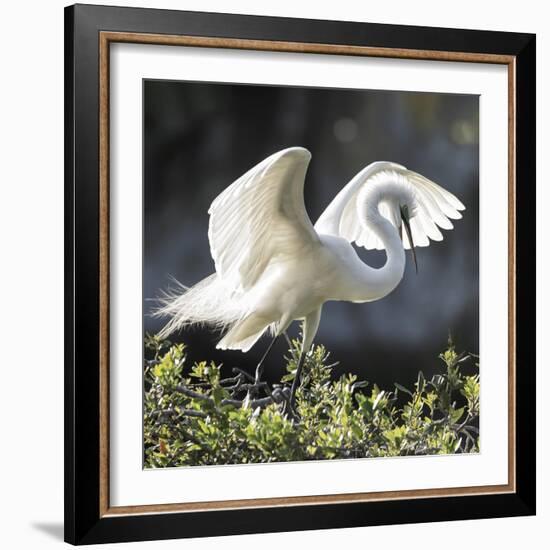 Backlit Grace-Wink Gaines-Framed Giclee Print