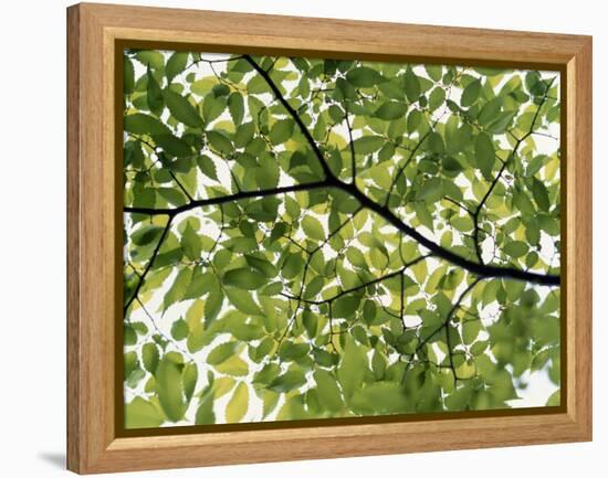 Backlit Green Tree Branch-null-Framed Premier Image Canvas