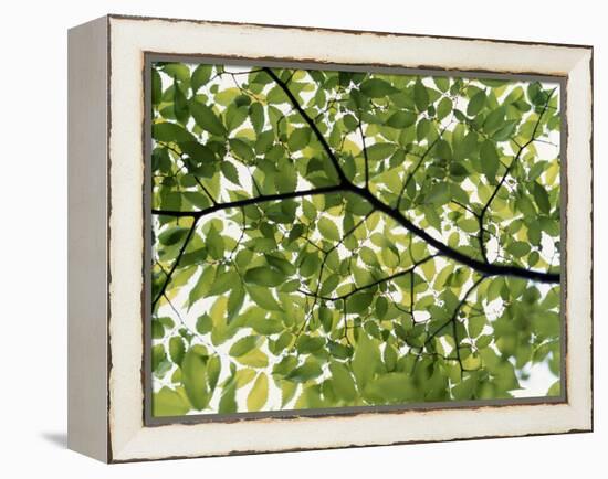 Backlit Green Tree Branch-null-Framed Premier Image Canvas