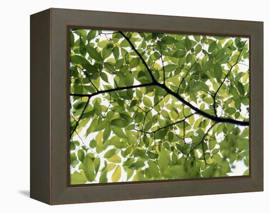 Backlit Green Tree Branch-null-Framed Premier Image Canvas