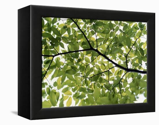 Backlit Green Tree Branch-null-Framed Premier Image Canvas