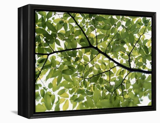 Backlit Green Tree Branch-null-Framed Premier Image Canvas