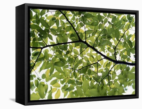 Backlit Green Tree Branch-null-Framed Premier Image Canvas