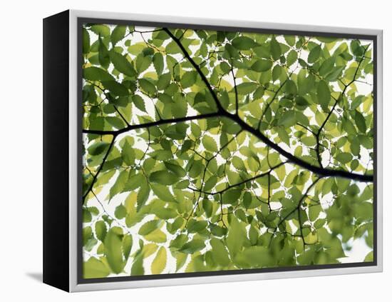 Backlit Green Tree Branch-null-Framed Premier Image Canvas