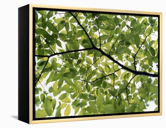 Backlit Green Tree Branch-null-Framed Premier Image Canvas