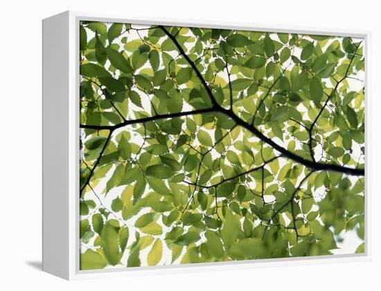 Backlit Green Tree Branch-null-Framed Premier Image Canvas