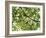 Backlit Green Tree Branch-null-Framed Photographic Print