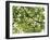 Backlit Green Tree Branch-null-Framed Photographic Print