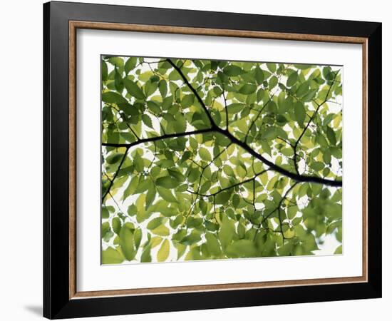 Backlit Green Tree Branch-null-Framed Photographic Print