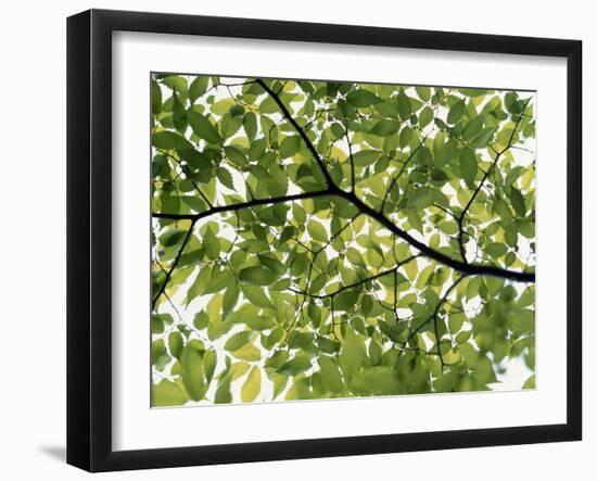 Backlit Green Tree Branch-null-Framed Photographic Print