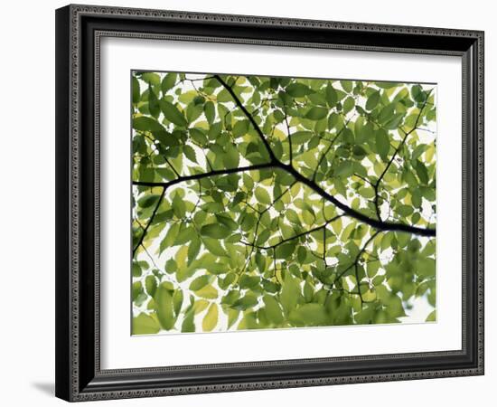 Backlit Green Tree Branch-null-Framed Photographic Print