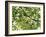 Backlit Green Tree Branch-null-Framed Photographic Print