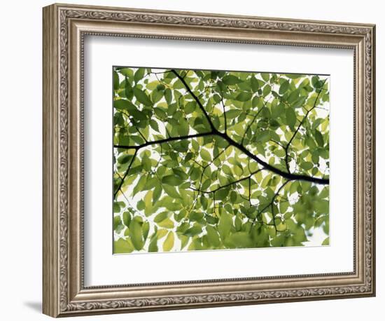 Backlit Green Tree Branch--Framed Photographic Print