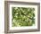 Backlit Green Tree Branch-null-Framed Photographic Print