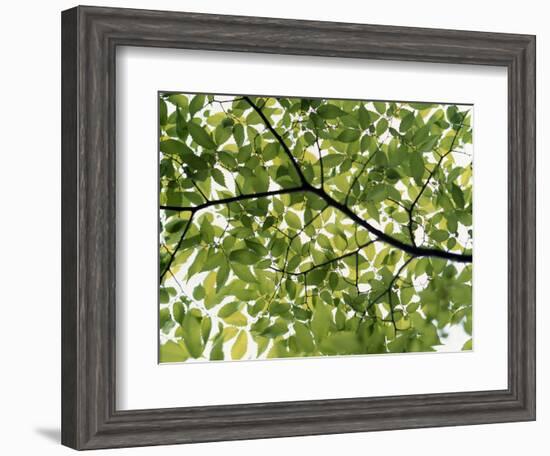 Backlit Green Tree Branch-null-Framed Photographic Print