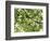 Backlit Green Tree Branch-null-Framed Photographic Print