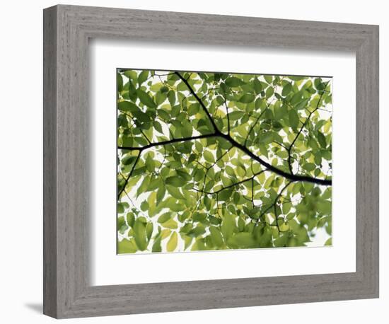 Backlit Green Tree Branch-null-Framed Photographic Print