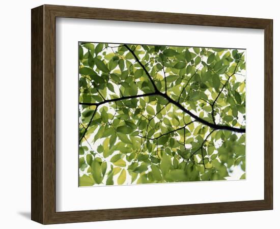 Backlit Green Tree Branch-null-Framed Photographic Print