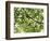 Backlit Green Tree Branch-null-Framed Photographic Print