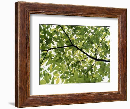 Backlit Green Tree Branch--Framed Photographic Print
