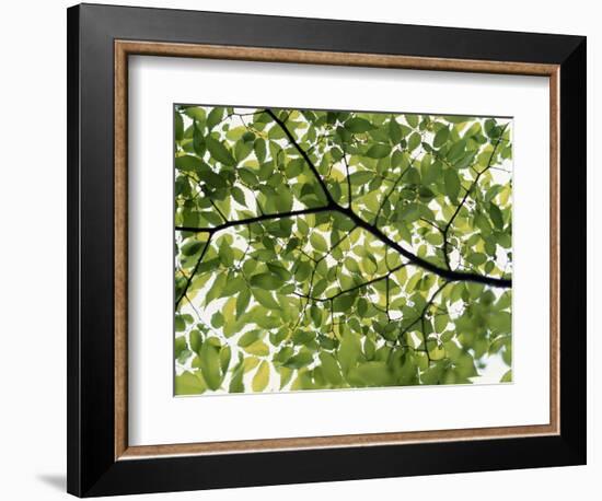 Backlit Green Tree Branch--Framed Photographic Print