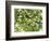 Backlit Green Tree Branch-null-Framed Photographic Print