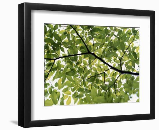 Backlit Green Tree Branch-null-Framed Photographic Print