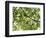 Backlit Green Tree Branch-null-Framed Photographic Print