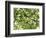 Backlit Green Tree Branch-null-Framed Photographic Print