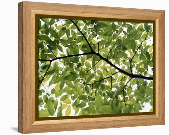 Backlit Green Tree Branch-null-Framed Premier Image Canvas