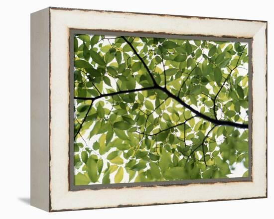 Backlit Green Tree Branch-null-Framed Premier Image Canvas