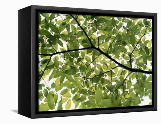 Backlit Green Tree Branch-null-Framed Premier Image Canvas