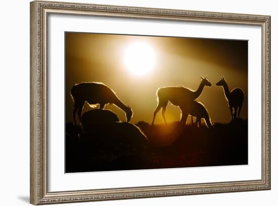 Backlit Guanaco (Lama Guanicoe) Torres Del Paine National Park, Patagonia, Chile-Jay Goodrich-Framed Photographic Print