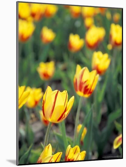 Backlit La Courtine Tulips, Holland, Ottowa County, Michigan, USA-Brent Bergherm-Mounted Photographic Print