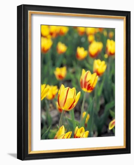 Backlit La Courtine Tulips, Holland, Ottowa County, Michigan, USA-Brent Bergherm-Framed Photographic Print
