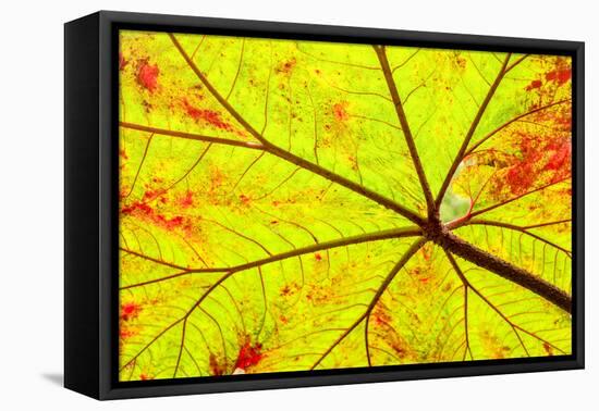 Backlit leaf, starting to turn red in autumn.-Stuart Westmorland-Framed Premier Image Canvas