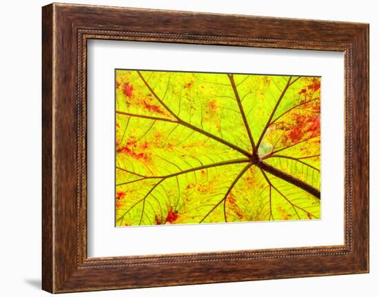 Backlit leaf, starting to turn red in autumn.-Stuart Westmorland-Framed Photographic Print