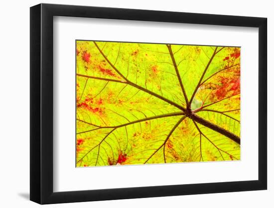 Backlit leaf, starting to turn red in autumn.-Stuart Westmorland-Framed Photographic Print