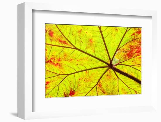 Backlit leaf, starting to turn red in autumn.-Stuart Westmorland-Framed Photographic Print