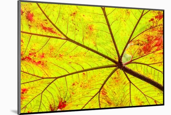 Backlit leaf, starting to turn red in autumn.-Stuart Westmorland-Mounted Photographic Print