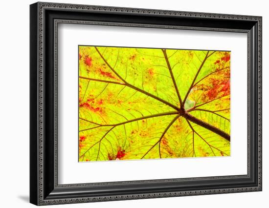 Backlit leaf, starting to turn red in autumn.-Stuart Westmorland-Framed Photographic Print