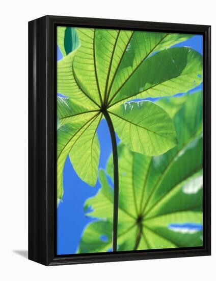 Backlit Leaves, Barro Colorado Island, Panama-Christian Ziegler-Framed Premier Image Canvas