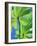 Backlit Leaves, Barro Colorado Island, Panama-Christian Ziegler-Framed Photographic Print