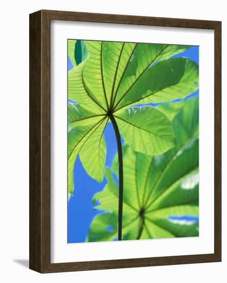Backlit Leaves, Barro Colorado Island, Panama-Christian Ziegler-Framed Photographic Print