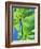 Backlit Leaves, Barro Colorado Island, Panama-Christian Ziegler-Framed Photographic Print