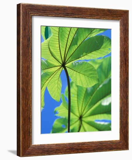 Backlit Leaves, Barro Colorado Island, Panama-Christian Ziegler-Framed Photographic Print