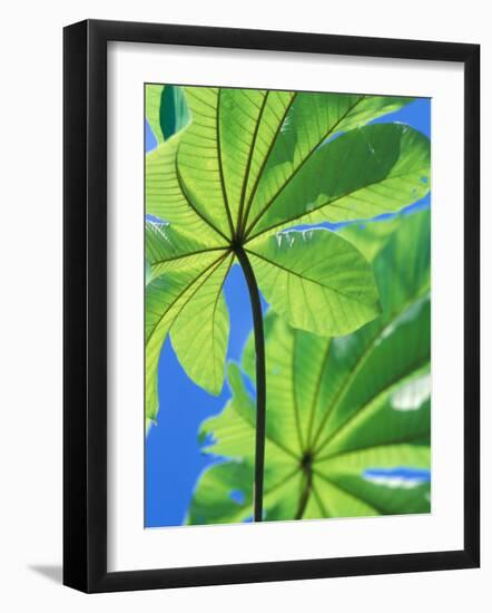 Backlit Leaves, Barro Colorado Island, Panama-Christian Ziegler-Framed Photographic Print